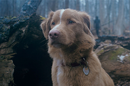 “Someone tell Timmy Chalamet he’ll have to compete with a dog for Best Actor” and other responses to Good Boy Secret Screaming