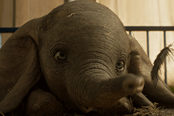 New releases! Book your Cineworld tickets for Dumbo
